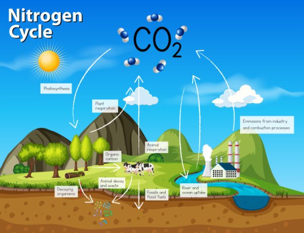 Miserator Carbon Cycle